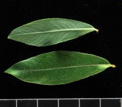 Salix ×rubra. Pair of leaves showing upper (bottom) and lower surfaces.
 Image: D. Glenny © Landcare Research 2020 CC BY 4.0